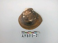 藏品(貝類)的圖片